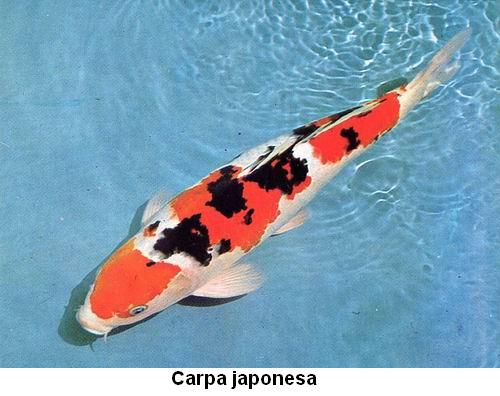 Carpa japonesa.jpg
